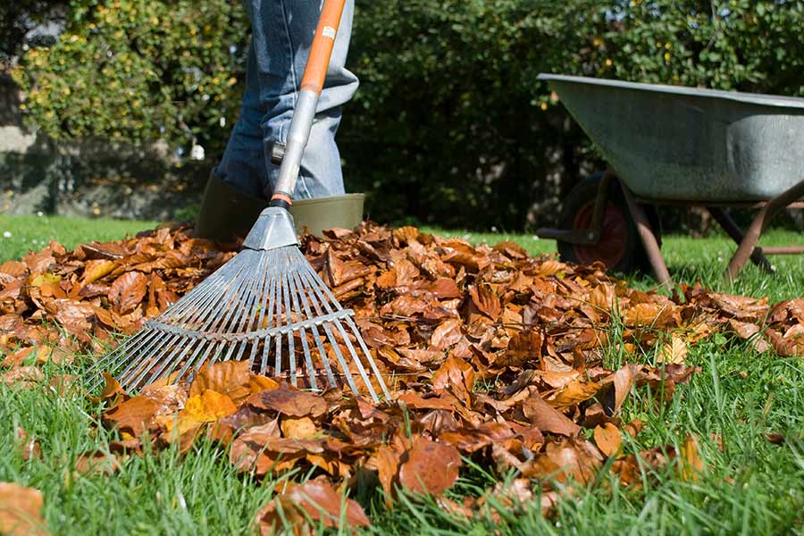 Raking leaves while preparing a lawn for winter